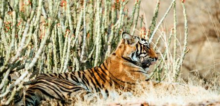 Индия - Златният триъгълник и сафари в джунглата - 2026